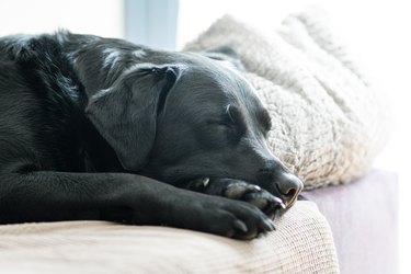 labrador retriever sleeping on the sofa at home