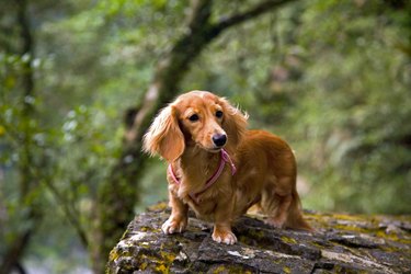 Long-haired Dachshund