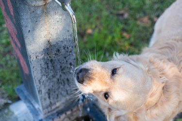 Golden retriever dog drinking water from the fountain