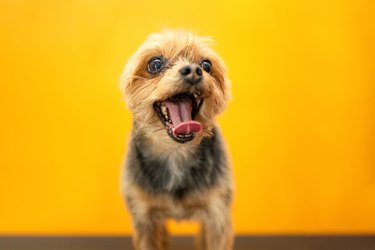 Portrait of an adult Yorkshire dog on a mustard colored background.