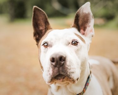 Close-up portrait of pit bull terrier
