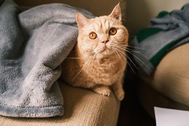Ginger munchkin cat with amber eyes under a gray blanket.