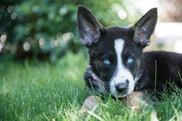 Shepherd-husky mix lying in the grass