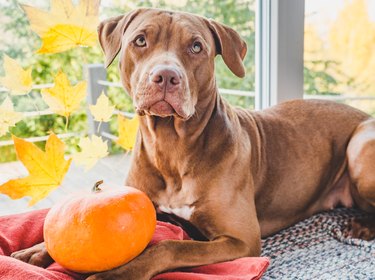 Close up of a brown dog sitting with an orange pumpkin