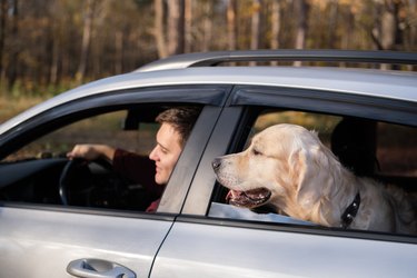A young man and his dog sit in the car and look out the window. A young man with a golden retriever on a car trip in an autumn forest