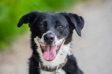 Mixed breed dog (rescued dog)