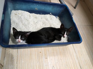 two kittens in a litter box