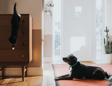 A cat leaps off a chest of drawers, watched curiously by an old black dog