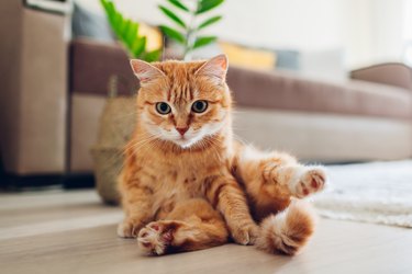 Ginger cat sitting on floor in living room and looking at camera. Funny pet pose