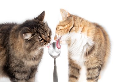 Two cats licking yogurt from spoon face to face. Close up.