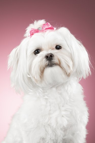 A white Shih Tzu is sitting against a pink background and looking into the camera. The dog's hair is in a top knot and secured with a pink bow.