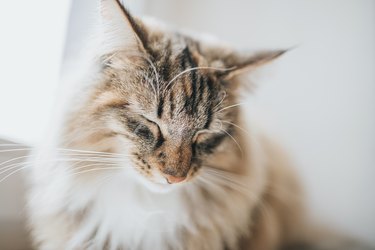 young norwegian forest cat sleeping at window