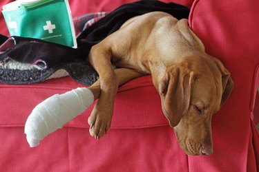 Injured dog