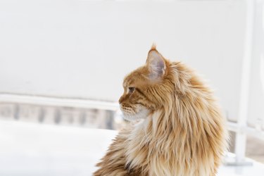 Portrait of a young - red blotched tabby - Maine Coon female cat at home, standing on a balcony, profile view, natural ambient light, photo