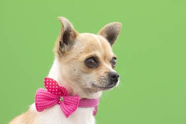 Dog with pink bow green background