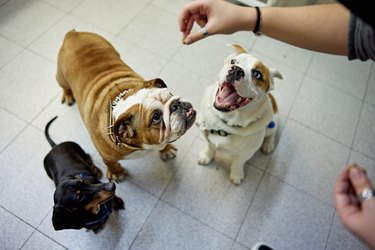 Group of Dogs About to Get a Treat