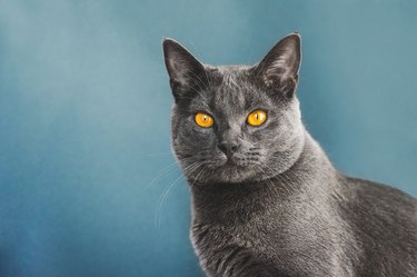 Potrait of a gray Chartreux cat with pumpkin colored eyes.