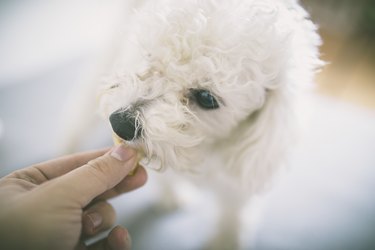 Feeding dog - Owners hand feeding dog