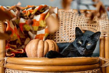 A black cat is lying on a wicker chair. There is an autumn-colored blanket on the chair and a small pumpkin next to the cat.