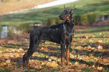Black and tan Doberman dog with cropped ears and a docked tail staying outdoors on fallen leaves in autumn