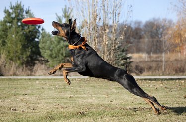 Super Dog; Doberman Pinscher Running, Jumping, Striving to Catch Frisbee