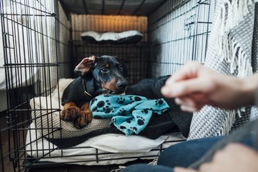 Small dog sitting in crate