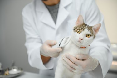 Cat visiting vet for regular checkup