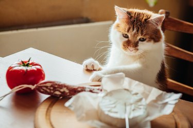 Close-Up Of Cat Looking At Food On Table