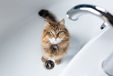 Thirsty Cat waiting for Water in Bath