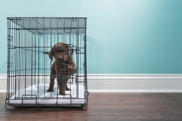 Chocolate Labrador Puppy in wire crate with paw on door- 7 weeks old