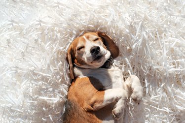 Cute portrait of a beagle dog on a white background. Funny dog. Pet.