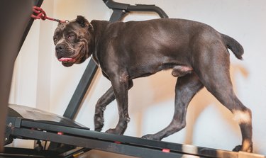 Cane Corso dog walking on a treadmill at home