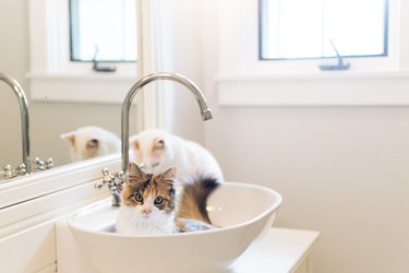 Two cats together in a bathroom sink