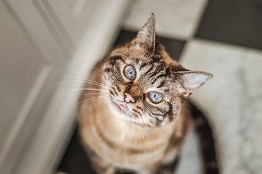 Cat with bright blue eyes looks at the camera