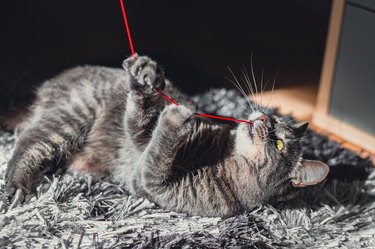 Funny gray cat playing on a rug with red thread