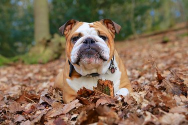 ulldog laying in Autumn Leaves