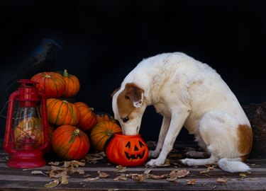 Portrait of a dog next to a halloween pumpkin.