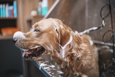 Golden retriver dog having a bath in a grooming salon.