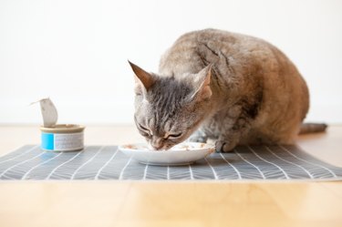 A gray and brown cat is crouched on the floor eating out of a dish that is placed on a grey and white striped mat. Next to the bowl is an open can of cat food.
