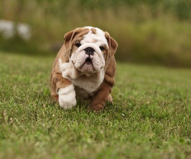 English Bulldog Puppy Walking In Grass