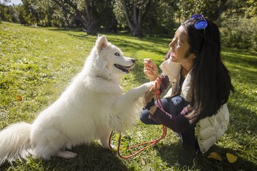 Happy woman giving treat to white dog in sunny park