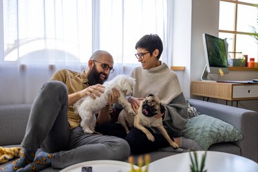 Couple playing with their dogs on a living room sofa