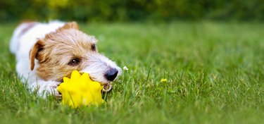 Playful happy dog chewing a toy in the grass