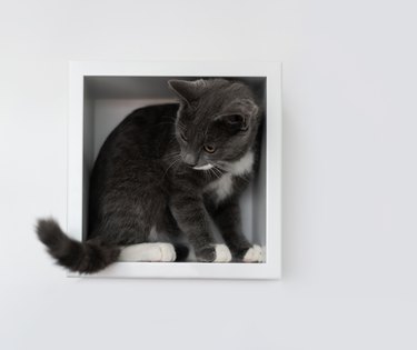 Cat in square shelf
