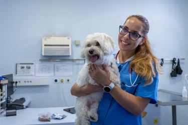 A Maltese dog on an emergency gurney being examined by a veterinarian.