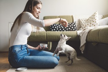 Young woman giving a treat to her little white chihuahua