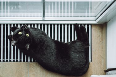 The cat lies on the heating radiator and looks at the camera