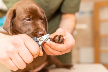 do puppy paws determine size