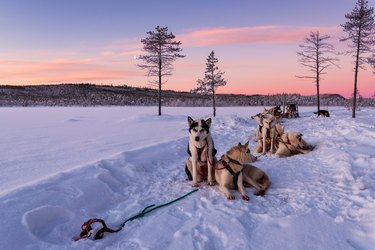 huskies in harnesses with snow and beautiful sunrise