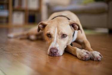 how do you make a homemade splint for a dog